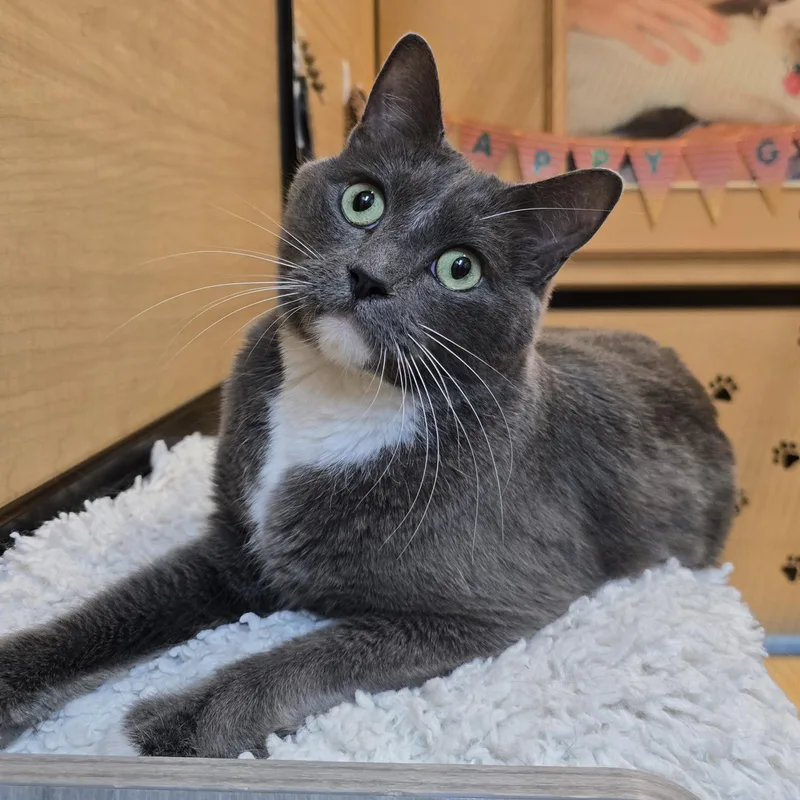 An adult medium-sized male Gray & White Domestic Short Hair cat named Jameson for adoption in Warr Acres, OK