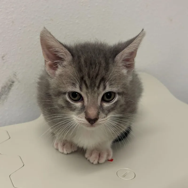 A baby small-sized male Domestic Short Hair cat named Zucchini Bread Z for adoption in Edinburg, TX