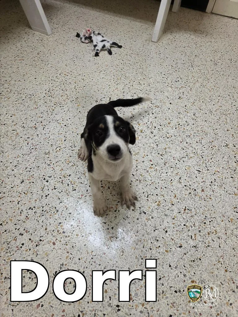 A baby small-sized male Pit Bull Terrier dog named Dorri for adoption in Rocky Mount, NC