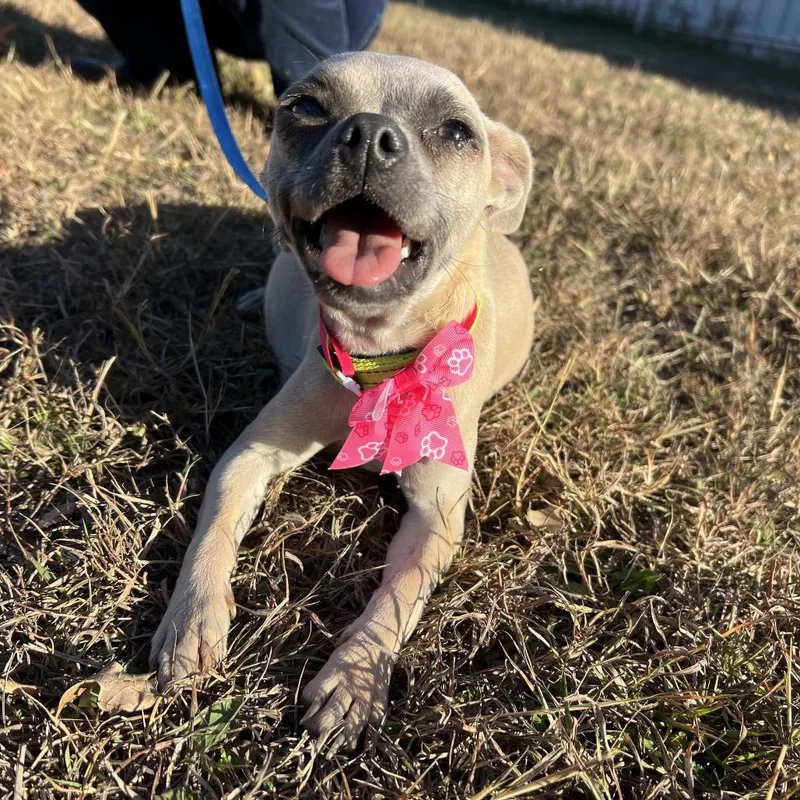 Panchita thumbnail 2