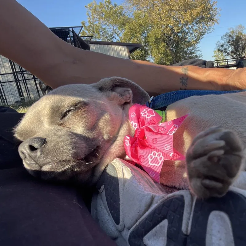 Panchita thumbnail 3