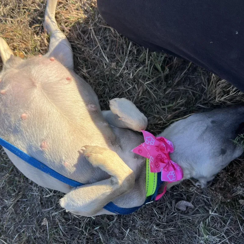 Panchita thumbnail 4