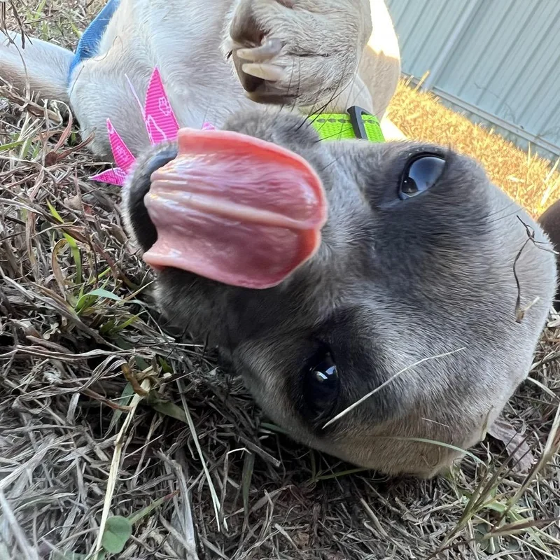 Panchita thumbnail 5