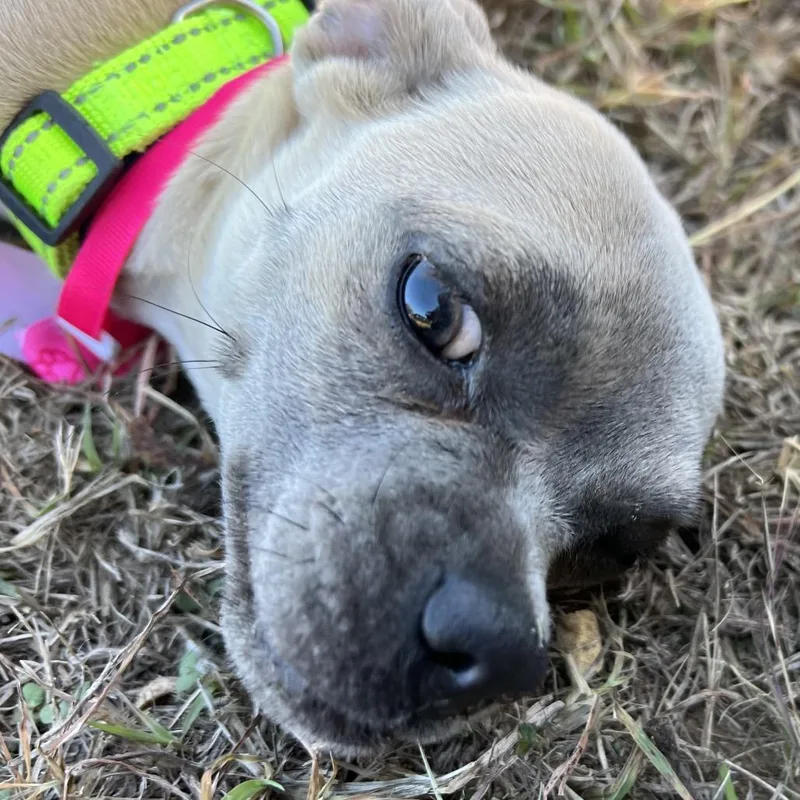 Panchita thumbnail 6