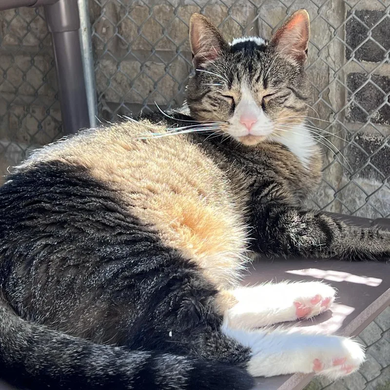 Princess thumbnail 3