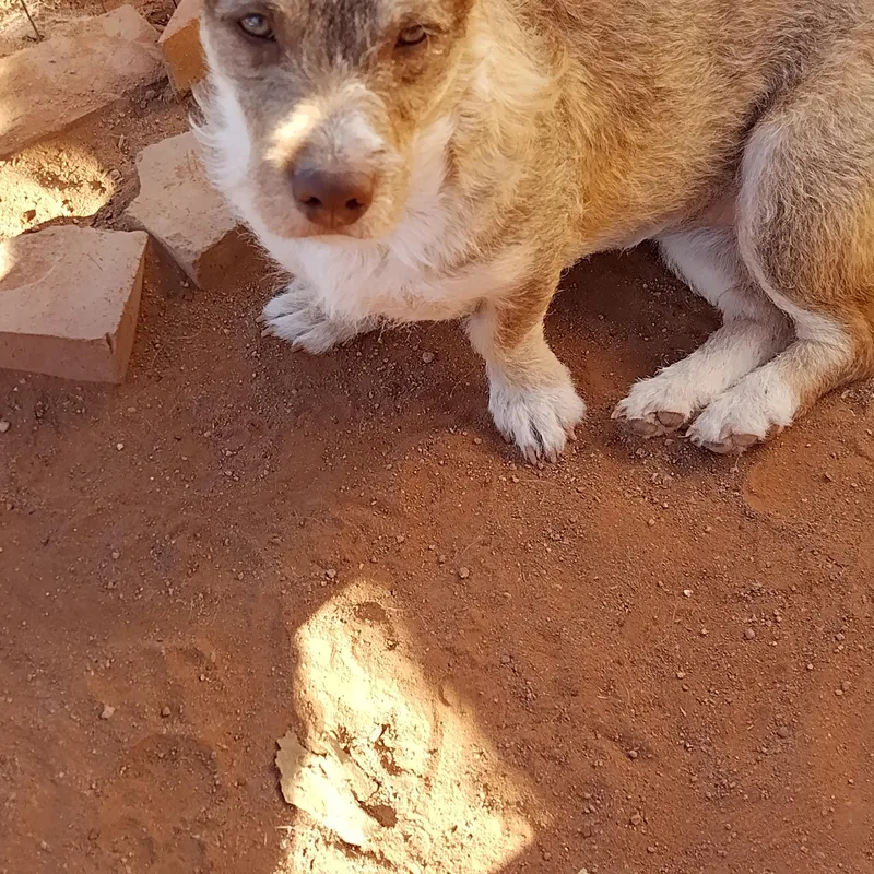 A young small-sized female Chiweenie dog named Esmeralda for adoption in El Paso, TX