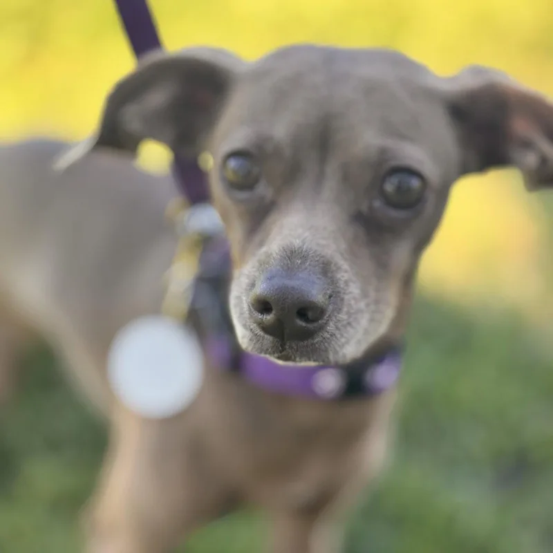 An adult small-sized female Italian Greyhound dog named Hazel Green for adoption in Pittsburg, CA