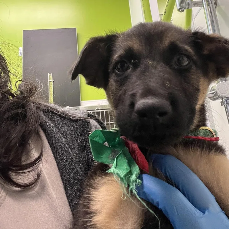 A baby small-sized female Black German Shepherd Dog dog named Croatia for adoption in Austin, TX
