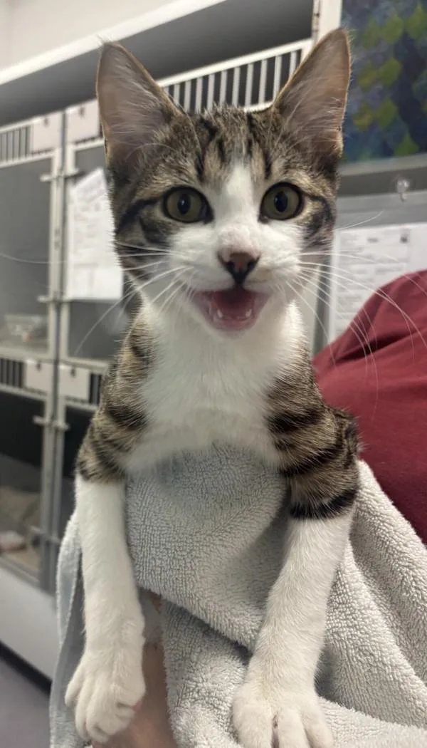 A baby medium-sized male Domestic Short Hair cat named Wiggles for adoption in Stratham, NH