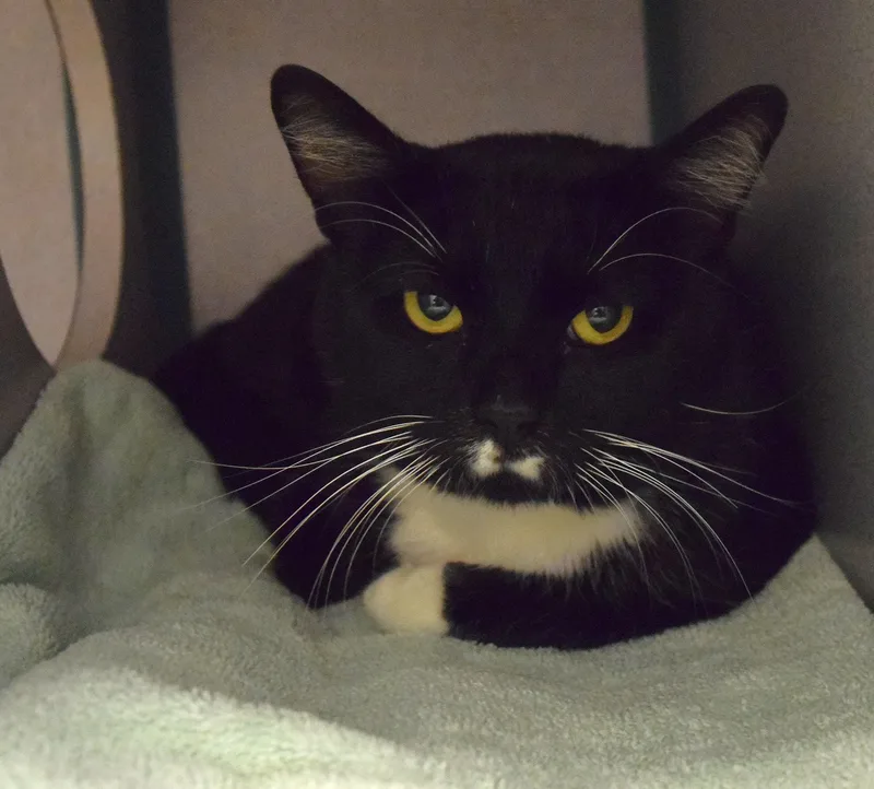 An adult medium-sized male Black Domestic Short Hair cat named 22405 for adoption in Broken Arrow, OK