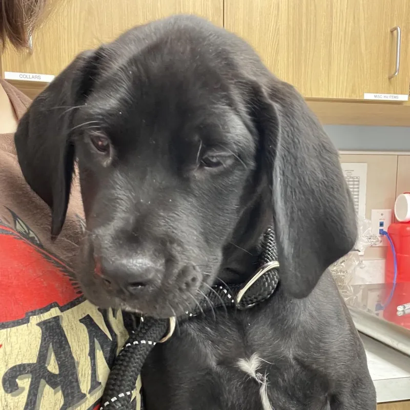 A baby small-sized female Mixed Breed dog named Rhiannon for adoption in Chicago, IL