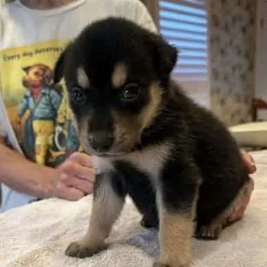 A baby medium-sized male Black Mixed Breed dog named Ozzy for adoption in Alexandria, VA