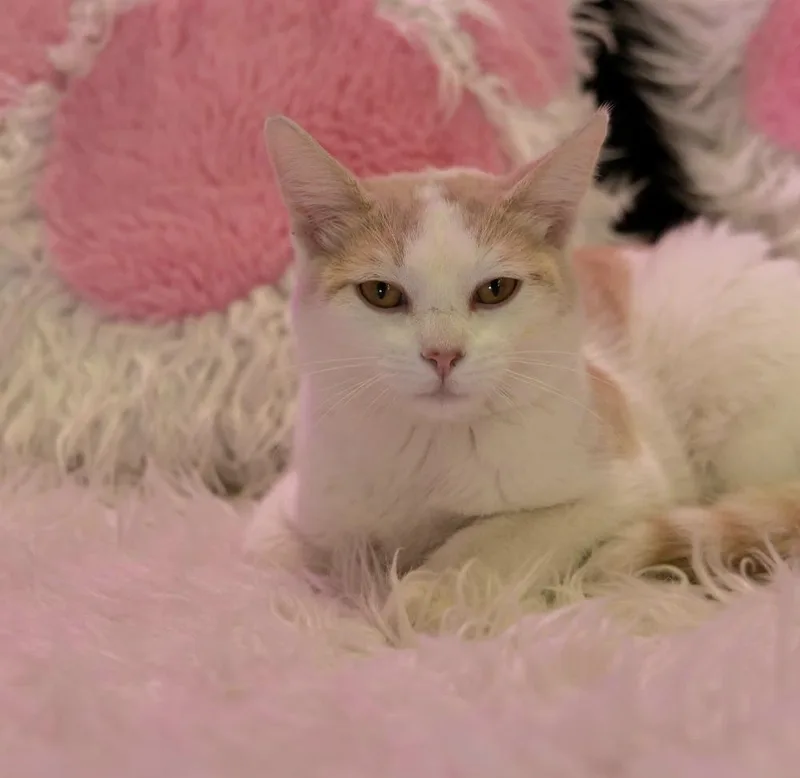 Cat Cafe Peep