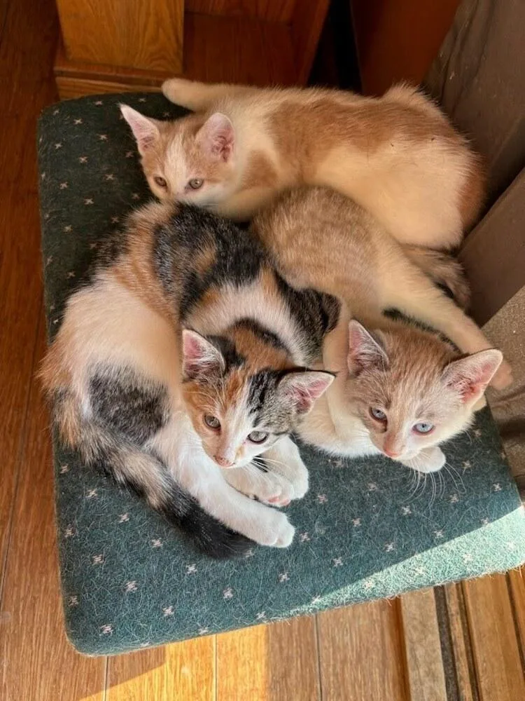 Cat Cafe Peep thumbnail 2