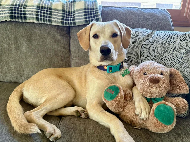 An adult medium-sized male Labrador Retriever dog named Louie for adoption in Springville, NY