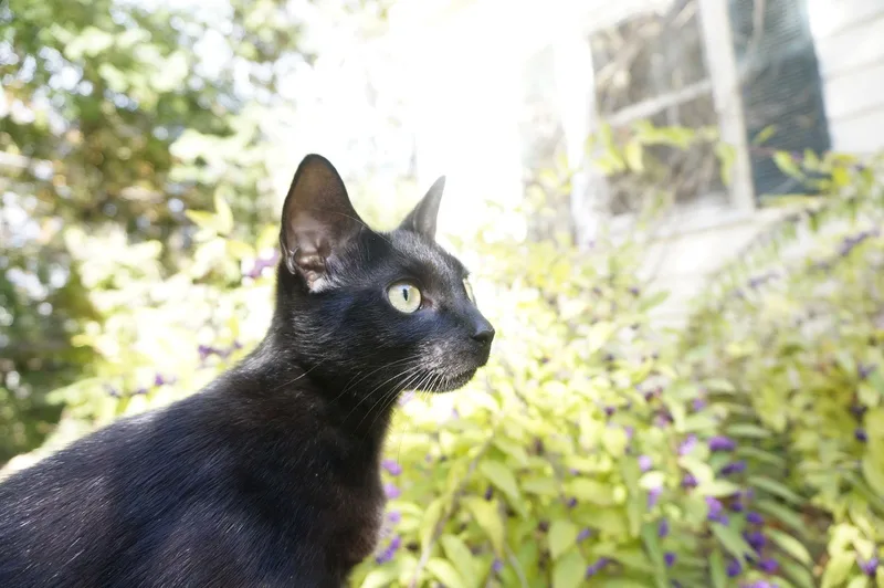 Mellow Cup thumbnail 2