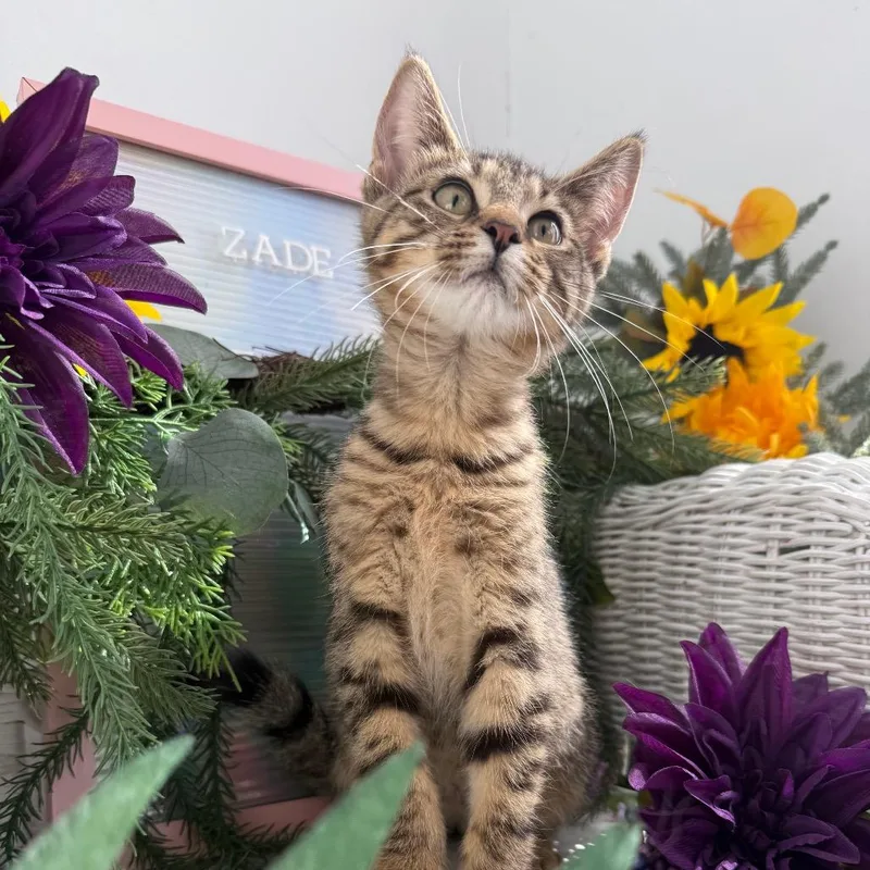 A baby small-sized male Brown / Chocolate Domestic Short Hair cat named Thicket Willow for adoption in Eaton Rapids, MI