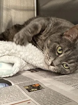 An adult medium-sized female Domestic Short Hair cat named Silvia for adoption in Bridgewater, NJ