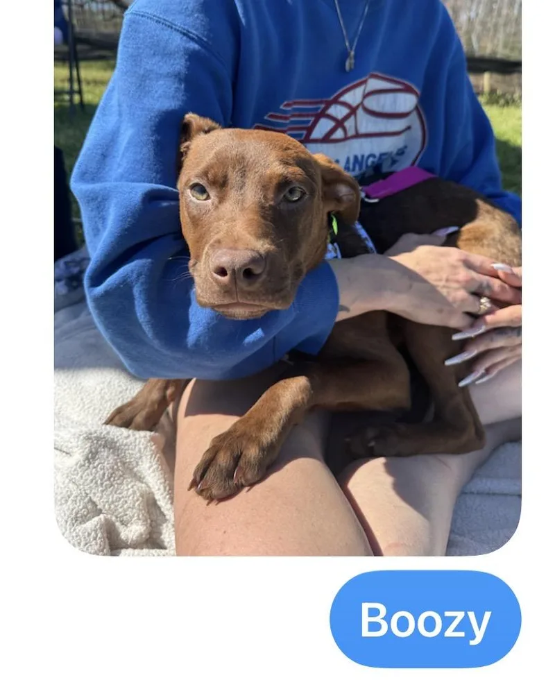 A baby medium-sized male Mixed Breed dog named Puppies Male & Female for adoption in atlanta, GA