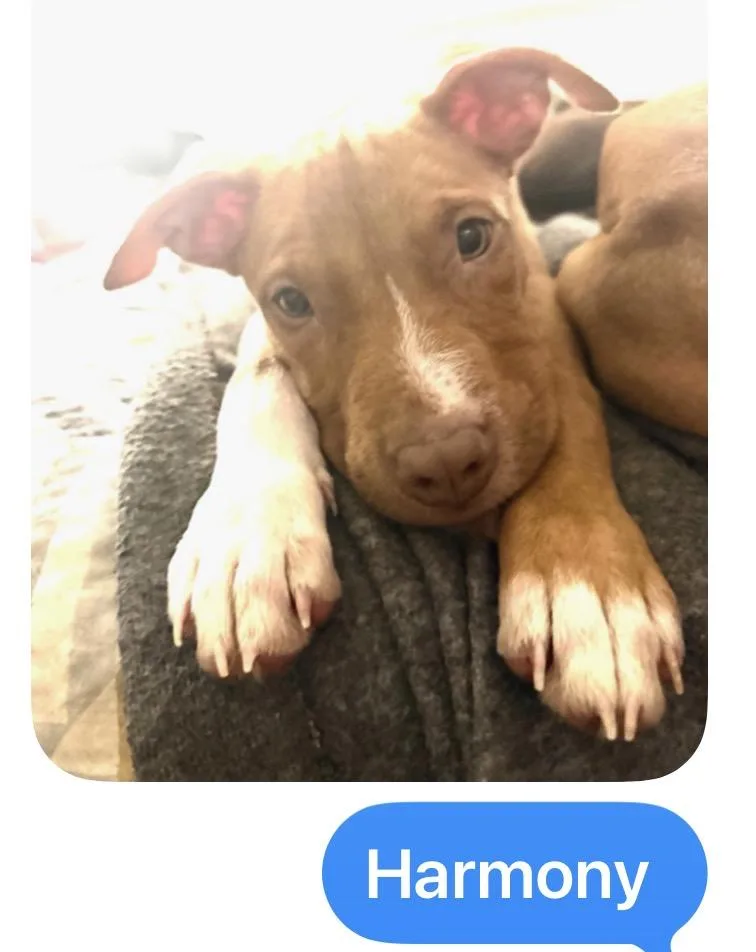 Puppies Male & Female thumbnail 4