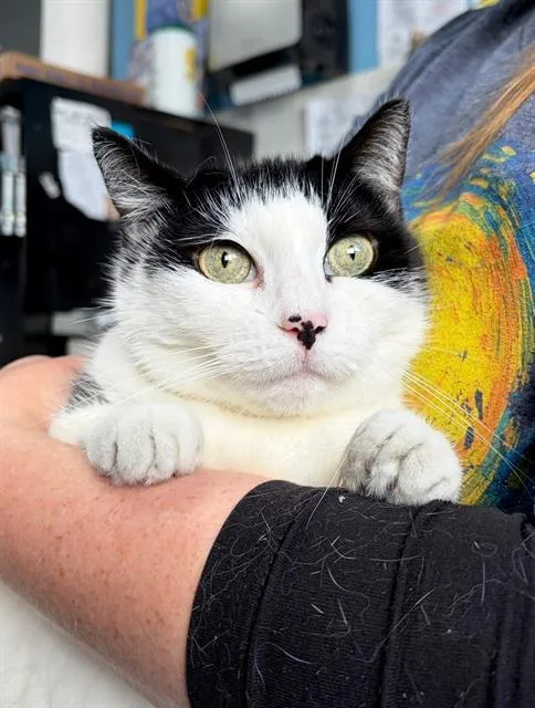 An adult medium-sized female Domestic Short Hair cat named Mya for adoption in Canfield, OH