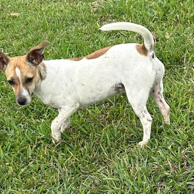 A young small-sized female White / Cream Mixed Breed dog named Tilley for adoption in Montgomery, TX