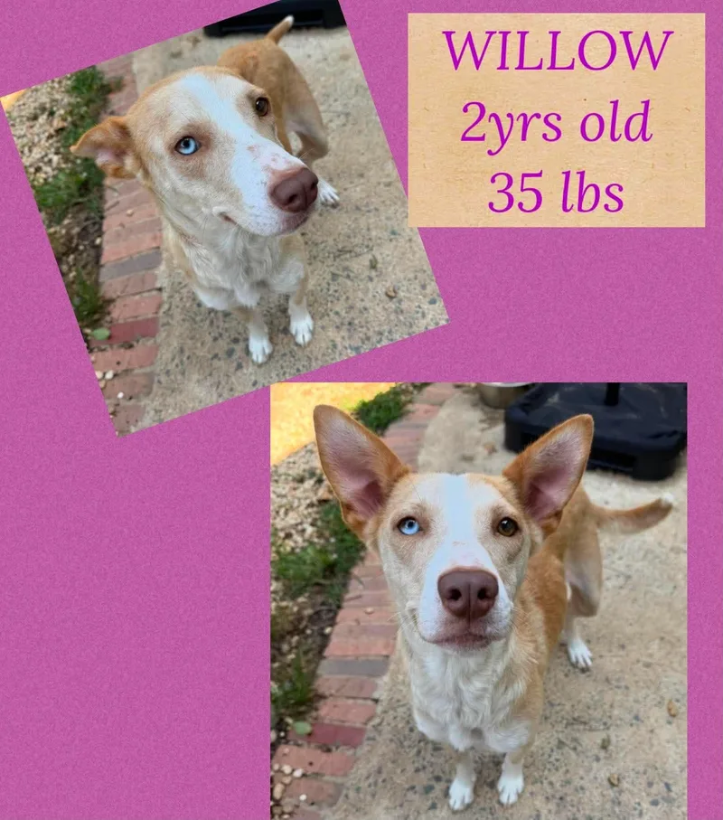 A young medium-sized female Mixed Breed dog named Willow for adoption in Holbrook, NY