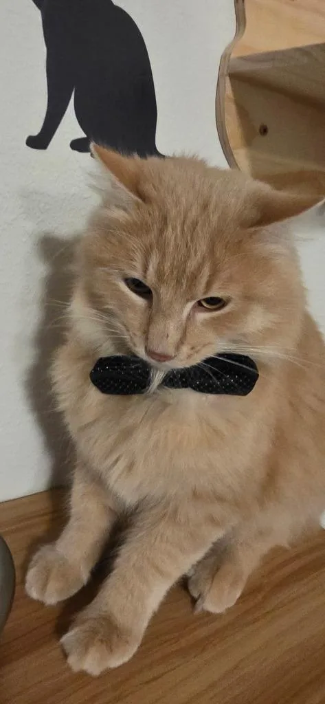 A baby medium-sized male Domestic Long Hair cat named Bennett Burberry for adoption in Miami, OK