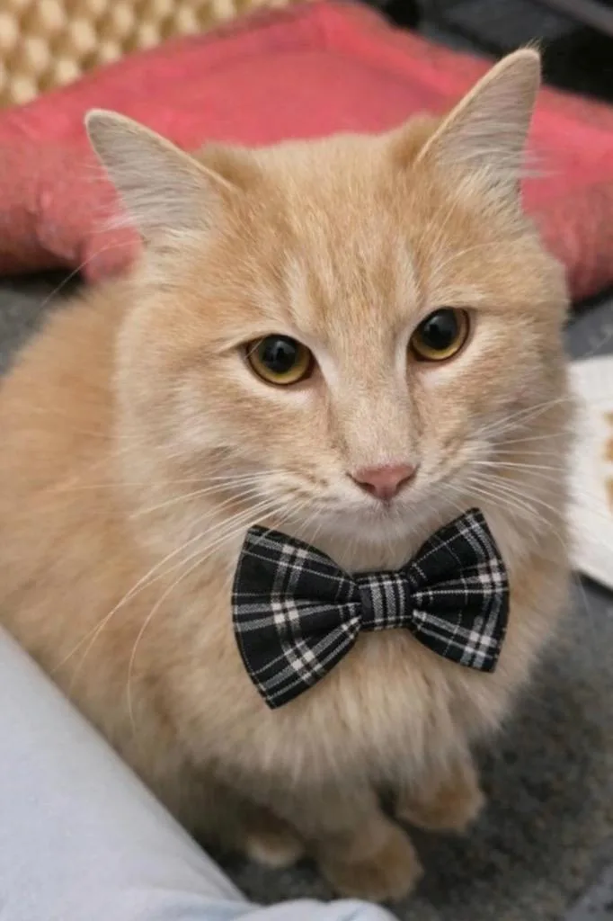Bennett Burberry thumbnail 3