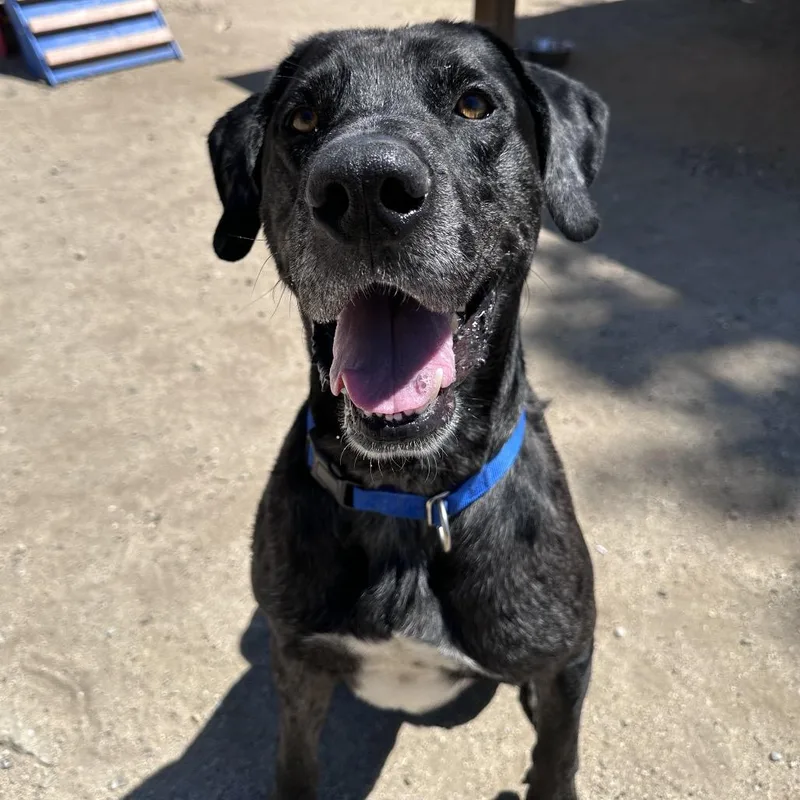 Pepper A thumbnail 2