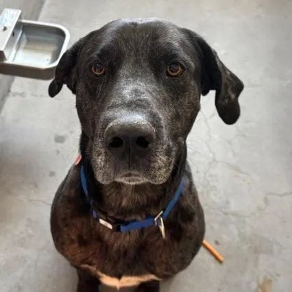 Pepper A thumbnail 5