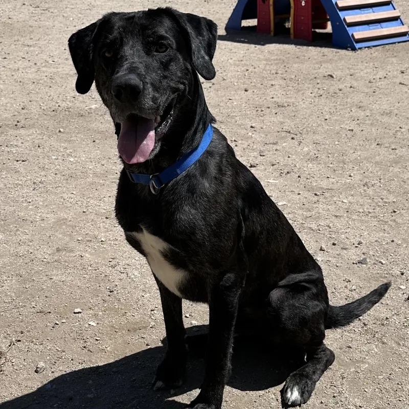 Pepper A thumbnail 6