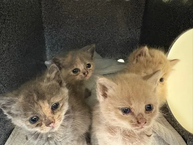 A baby small-sized male Domestic Short Hair cat named Frankie for adoption in Tustin, CA