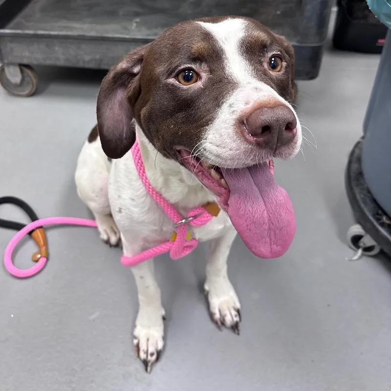 An adult medium-sized female Brown / Chocolate Mixed Breed dog named Applesauce for adoption in Columbus, GA