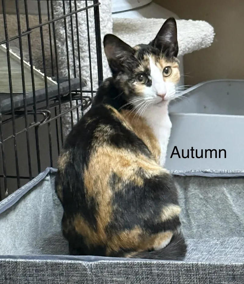 A baby medium-sized female Calico cat named Autumn for adoption in Oakley, CA