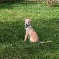 A young medium-sized female Labrador Retriever dog named Meadow for adoption in Monticello, NY