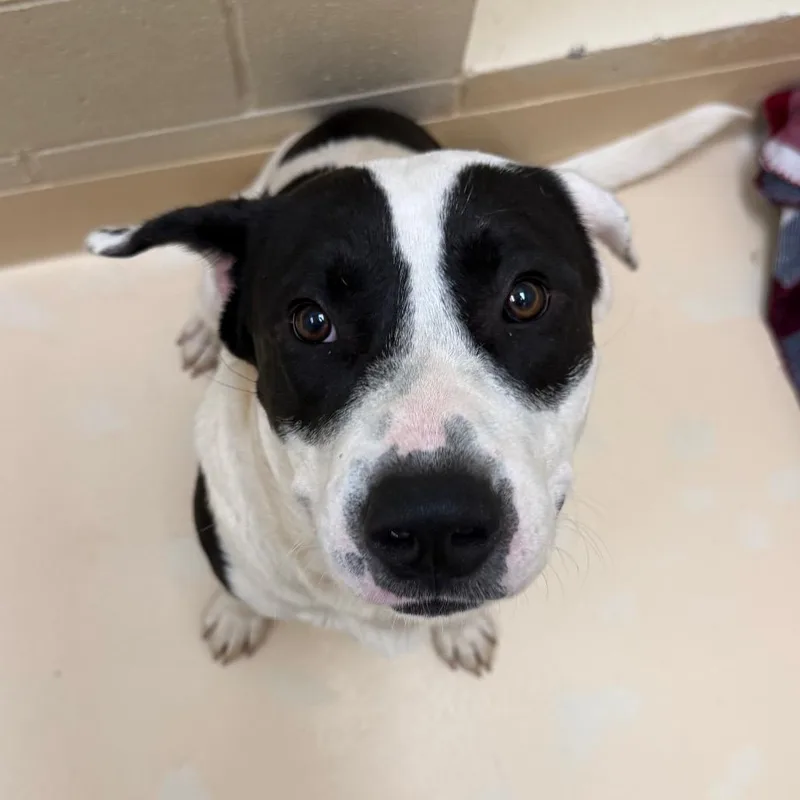A young large-sized male Mixed Breed dog named Yasuo for adoption in Winston-Salem, NC