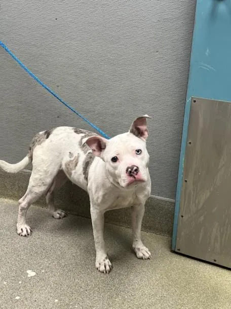 Molly The Wonder Pup