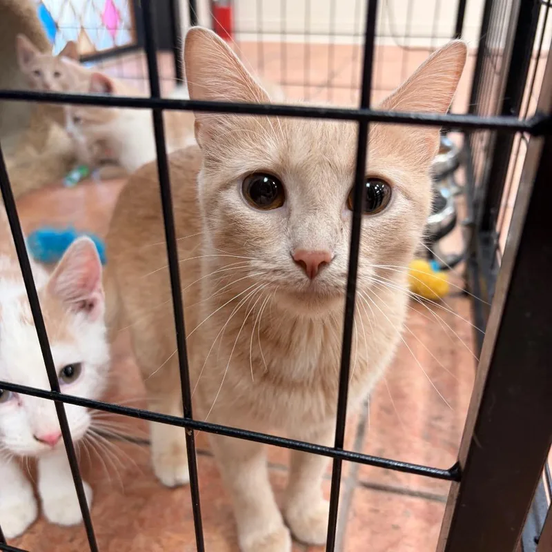 An adult medium-sized female Orange / Red Domestic Short Hair cat named Dawn for adoption in Chillicothe, IL