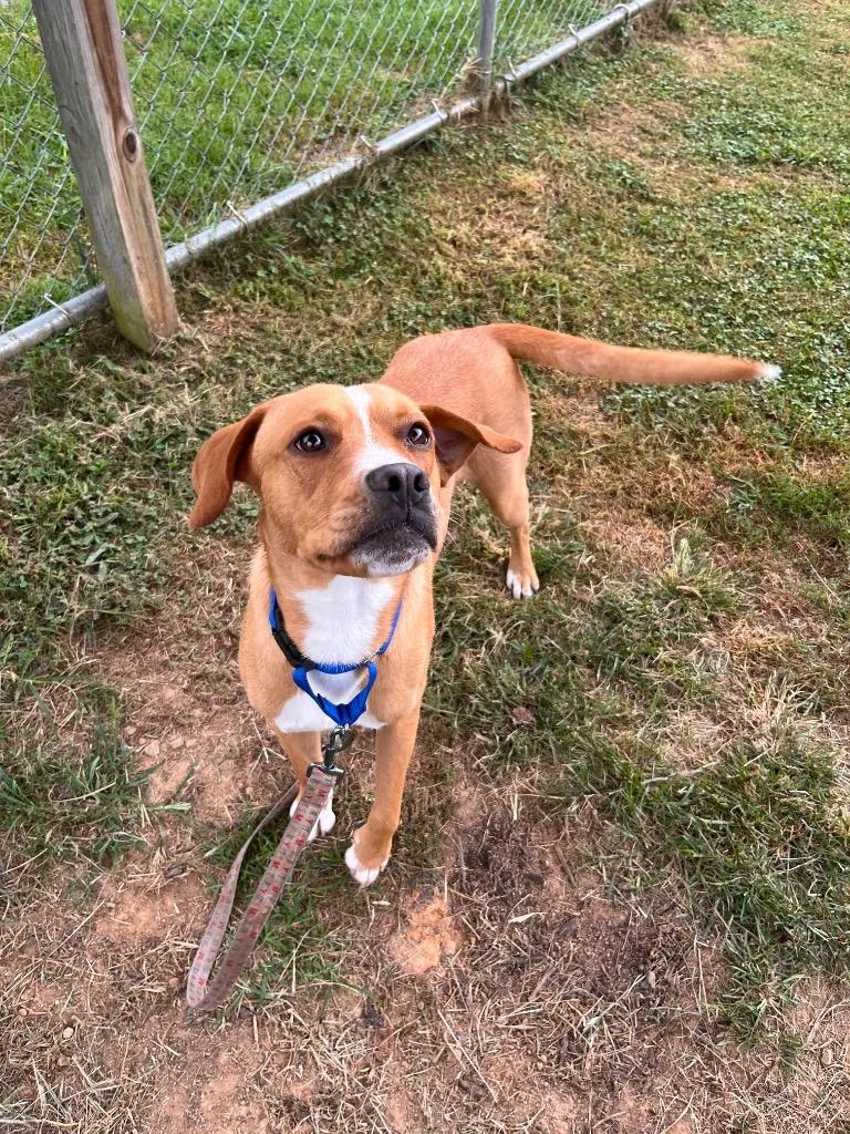 A young medium-sized male Pit Bull Terrier dog named Sean for adoption in Blountville, TN