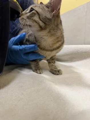 A young small-sized female Domestic Medium Hair cat named Luna for adoption in Honolulu, HI