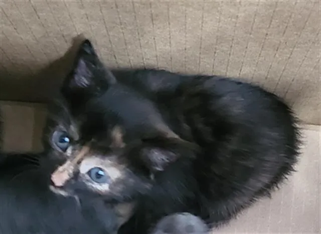 A baby medium-sized female Domestic Medium Hair cat named Gabirela for adoption in Dallas, TX