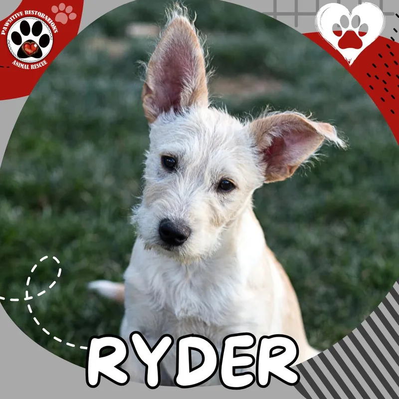 Ryder thumbnail 2