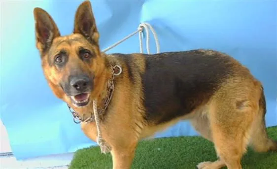 An adult large-sized female German Shepherd Dog dog named Sheba for adoption in Gardena, CA