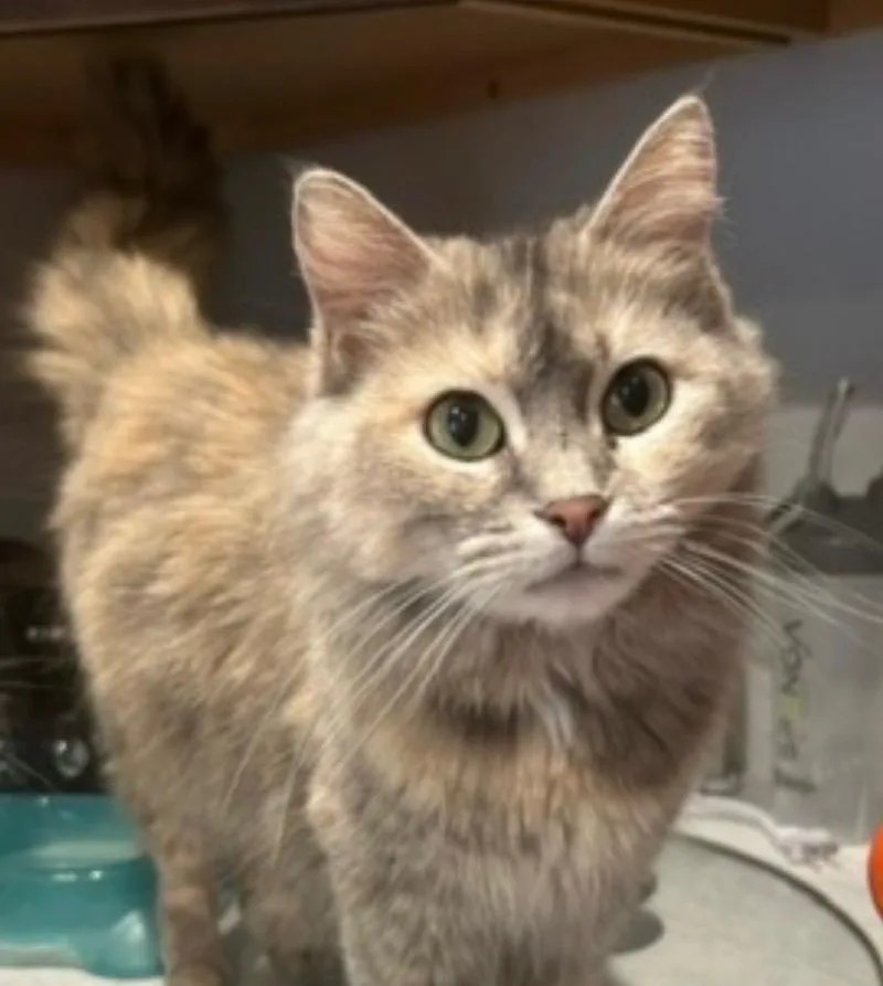 An adult medium-sized female Domestic Medium Hair cat named Fluffy for adoption in Fond Du Lac, WI