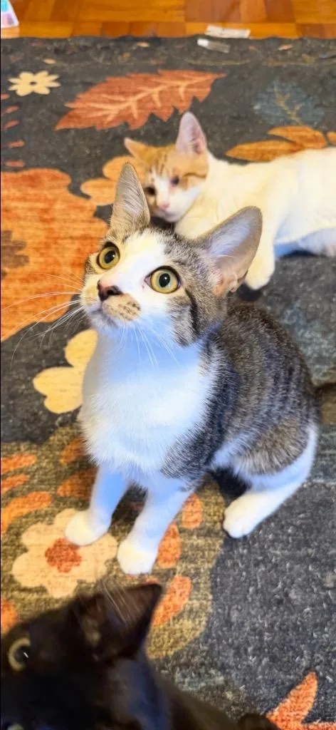 A baby medium-sized female Domestic Short Hair cat named Allie for adoption in New York, NY