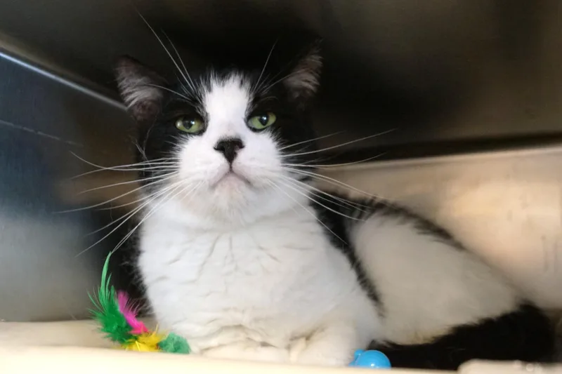 A senior large-sized male Black & White / Tuxedo Domestic Short Hair cat named Fibberty for adoption in New Milford, CT