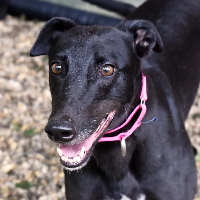 An adult large-sized female Greyhound dog named Flirty for adoption in Ware, MA