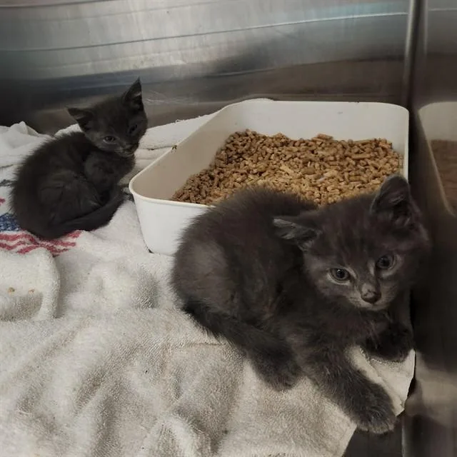 A baby small-sized male Domestic Short Hair cat named Kermit for adoption in Huntsville, AL