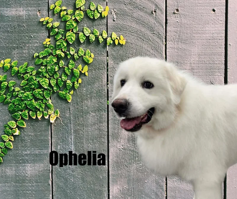 Ophelia thumbnail 2